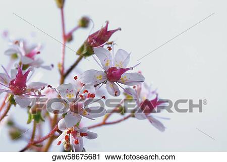 Stock Image - Close-up of flowers. Fotosearch