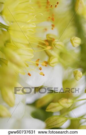 Close-up of flowers View Large Photo Image Stock Image - Close-up of flowers. Fotosearch