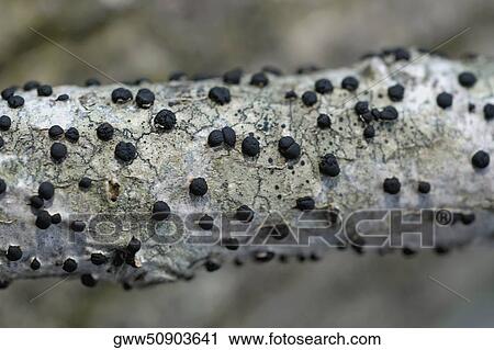 Close-up of fungus on a branch View Large Photo Image Stock Image - Close-up of fungus on a branch. Fotosearch