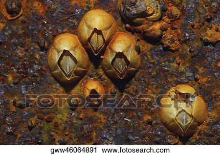 Stock Image - Close-up of fungus on a rock. Fotosearch