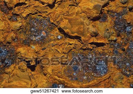 Close-up of fungus on a rock View Large Photo Image Stock Image - Close-up of fungus on a rock. Fotosearch