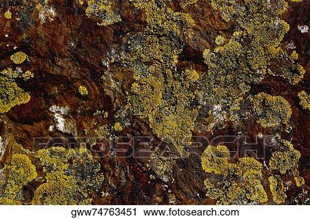 Stock Image - Close-up of lichen floating on water. Fotosearch