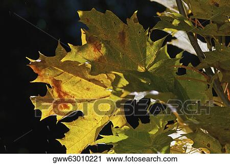 Close-up of maple leaves View Large Photo Image Stock Image - Close-up of maple leaves. Fotosearch