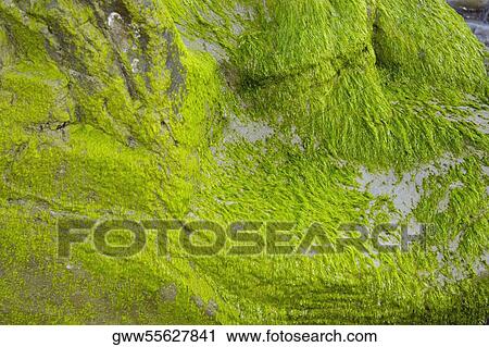Close-up of moss on rocks View Large Photo Image Stock Image - Close-up of moss on rocks. Fotosearch