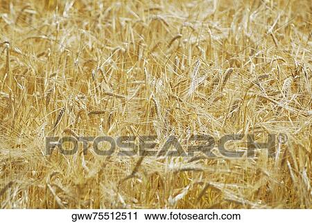 Close-up of ripe wheat crops View Large Photo Image Stock Image - Close-up of ripe wheat crops. Fotosearch