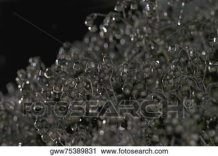 Close-up of seaweed View Large Photo Image Stock Image - Close-up of seaweed. Fotosearch