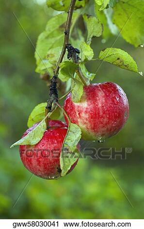 Close-up of two apples View Large Photo Image Stock Image - Close-up of two apples. Fotosearch