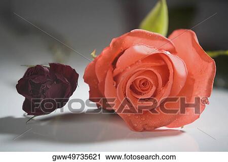 Close-up of two rose flowers View Large Photo Image Stock Image - Close-up of two rose flowers. Fotosearch
