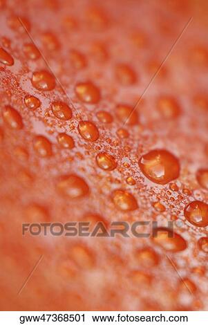 Close-up of water droplets on a red surface View Large Photo Image Stock Image - Close-up of water droplets on a red surface. Fotosearch