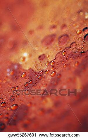 Close-up of water droplets View Large Photo Image Stock Image - Close-up of water droplets. Fotosearch