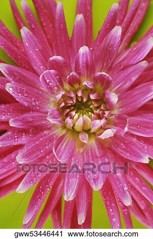 Close-up of water drops on a flower View Large Photo Image Stock Image - Close-up of water drops on a flower. Fotosearch