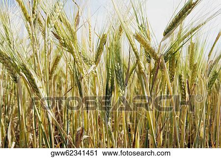 Stock Image - Close-up of wheat crop in a field. Fotosearch