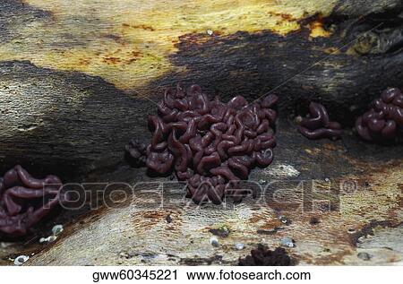 Close-up of worms on wood View Large Photo Image Stock Image - Close-up of worms on wood. Fotosearch
