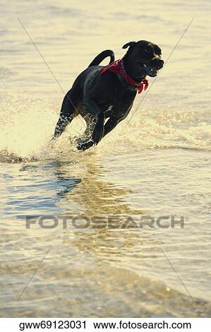 Dog running in water View Large Photo Image Stock Image - Dog running in water. Fotosearch