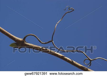 Low angle view of a branch View Large Photo Image Stock Image - Low angle view of a branch. Fotosearch