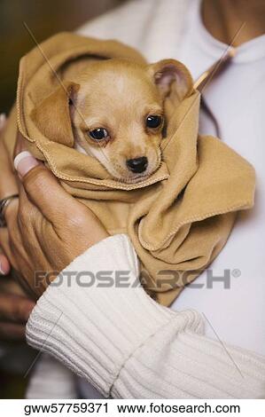 Stock Image - Mid section view of a woman carrying a puppy. Fotosearch