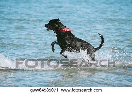 Side profile of a dog running in water View Large Photo Image Stock Image - Side profile of a dog running in water. Fotosearch