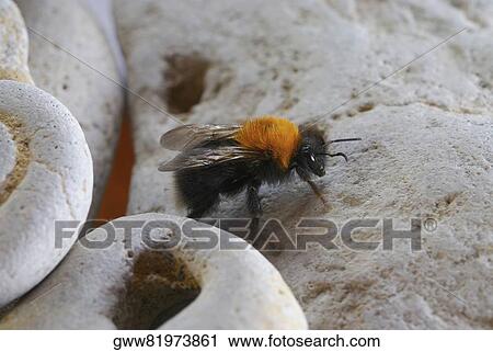 Close-up of a bee View Large Photo Image Stock Image - Close-up of a bee. Fotosearch