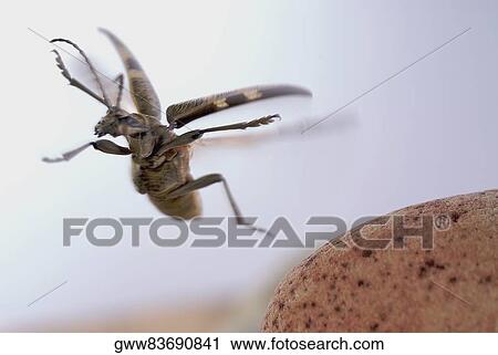 Close-up of a beetle flying View Large Photo Image Stock Image - Close-up of a beetle flying. Fotosearch