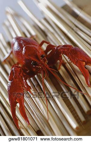 Close-up of a crab View Large Photo Image Stock Image - Close-up of a crab. Fotosearch