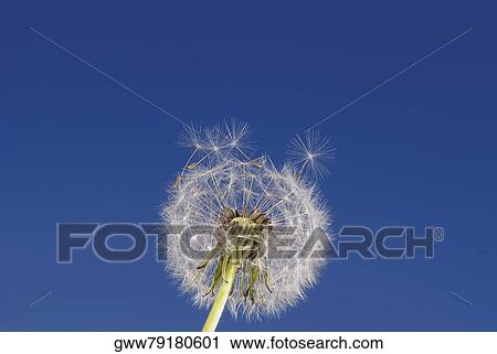 Close-up of a Dandelion View Large Photo Image Stock Image - Close-up of a Dandelion. Fotosearch