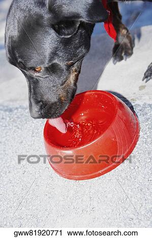 Close-up of a dog lapping water from a dog bowl View Large Photo Image Stock Image - Close-up of a dog lapping water from a dog bowl. Fotosearch