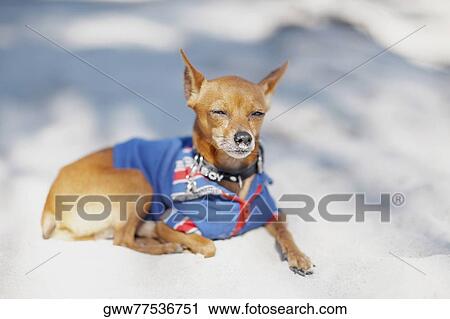 Close-up of a dog View Large Photo Image Stock Image - Close-up of a dog. Fotosearch