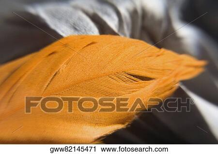 Close-up of a feather View Large Photo Image Stock Image - Close-up of a feather. Fotosearch