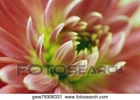 Close-up of a flower View Large Photo Image Stock Image - Close-up of a flower. Fotosearch