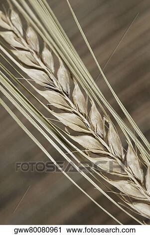 Close-up of a grain of rye View Large Photo Image Stock Image - Close-up of a grain of rye. Fotosearch