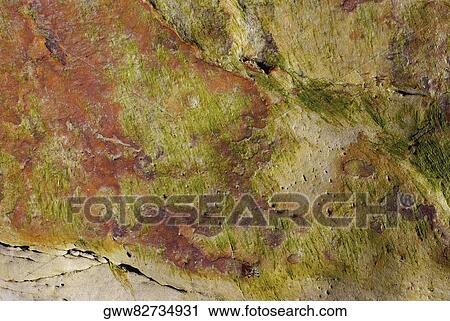 Close-up of a rock covered with lichen View Large Photo Image Stock Image - Close-up of a rock covered with lichen. Fotosearch