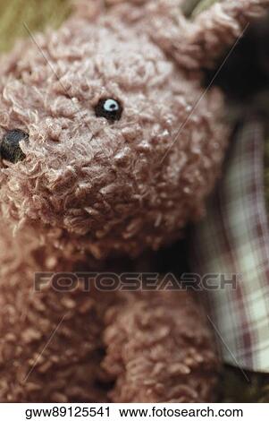Close-up of a teddy bear View Large Photo Image Stock Image - Close-up of a teddy bear. Fotosearch
