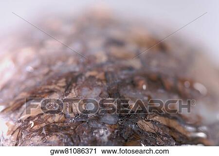 Close-up of a wet wooden surface View Large Photo Image Stock Image - Close-up of a wet wooden surface. Fotosearch