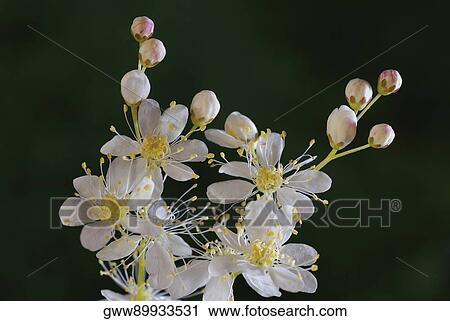 Close-up of buds and flowers View Large Photo Image Stock Image - Close-up of buds and flowers. Fotosearch