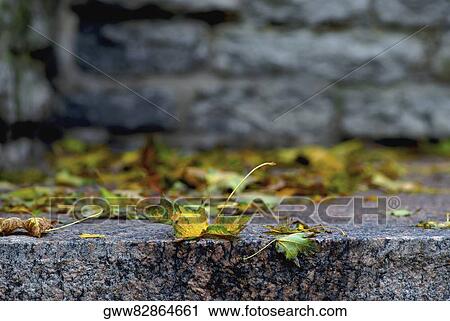 Close-up of fallen leaves View Large Photo Image Stock Image - Close-up of fallen leaves. Fotosearch