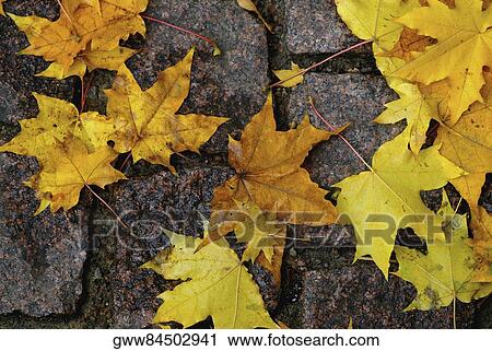 Close-up of fallen maple leaves on cobblestones View Large Photo Image Stock Image - Close-up of fallen maple leaves on cobblestones. Fotosearch