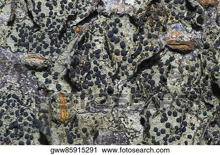 Close-up of fungus on a rock View Large Photo Image Stock Image - Close-up of fungus on a rock. Fotosearch
