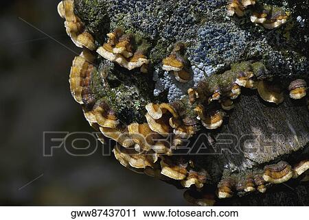 Close-up of fungus on a rock View Large Photo Image Stock Image - Close-up of fungus on a rock. Fotosearch