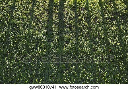 Close-up of grass View Large Photo Image Stock Image - Close-up of grass. Fotosearch