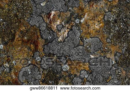 Close-up of lichen floating on water View Large Photo Image Stock Image - Close-up of lichen floating on water. Fotosearch