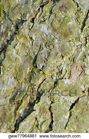 Close-up of moss on a tree trunk View Large Photo Image Stock Image - Close-up of moss on a tree trunk. Fotosearch