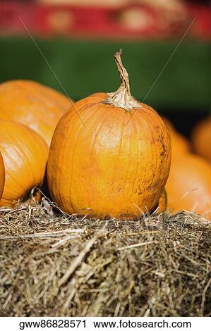 Stock Image - Close-up of pumpkins. Fotosearch