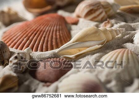 Stock Image - Close-up of seashells on sand. Fotosearch