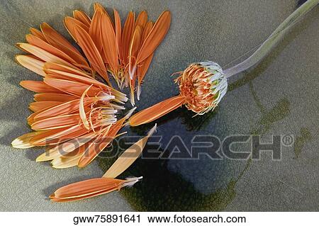 Close-up of the scattered petals of a flower View Large Photo Image Stock Image - Close-up of the scattered petals of a flower. Fotosearch
