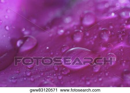 Close-up of water drops on a flower View Large Photo Image Stock Image - Close-up of water drops on a flower. Fotosearch