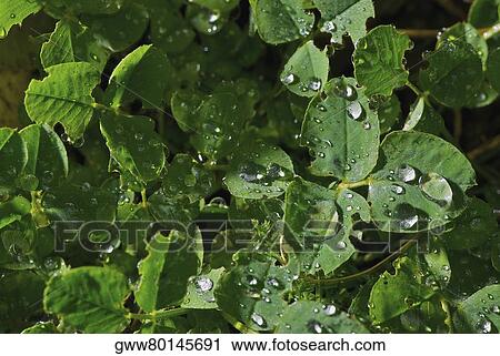 Close-up of water drops on the leaves of a plant View Large Photo Image Stock Image - Close-up of water drops on the leaves of a plant. Fotosearch