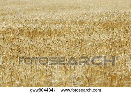 High angle view of a wheat field View Large Photo Image Stock Image - High angle view of a wheat field. Fotosearch