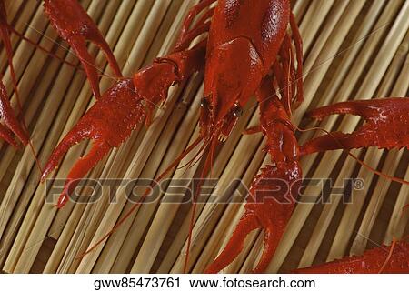 High angle view of crabs View Large Photo Image Stock Image - High angle view of crabs. Fotosearch