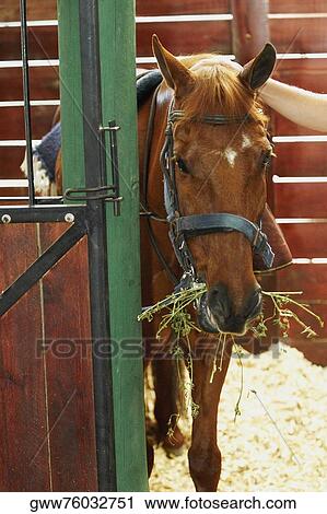 Stock Image - Horse standing in a stable. Fotosearch