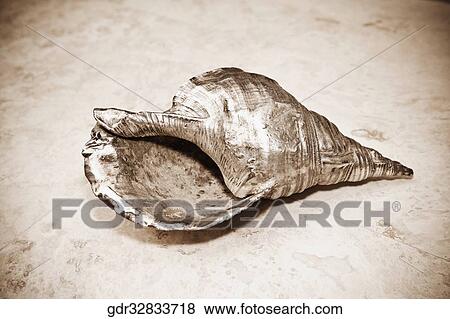 Close-up of a metallic shell View Large Photo Image Stock Photo - Close-up of a metallic shell. Fotosearch